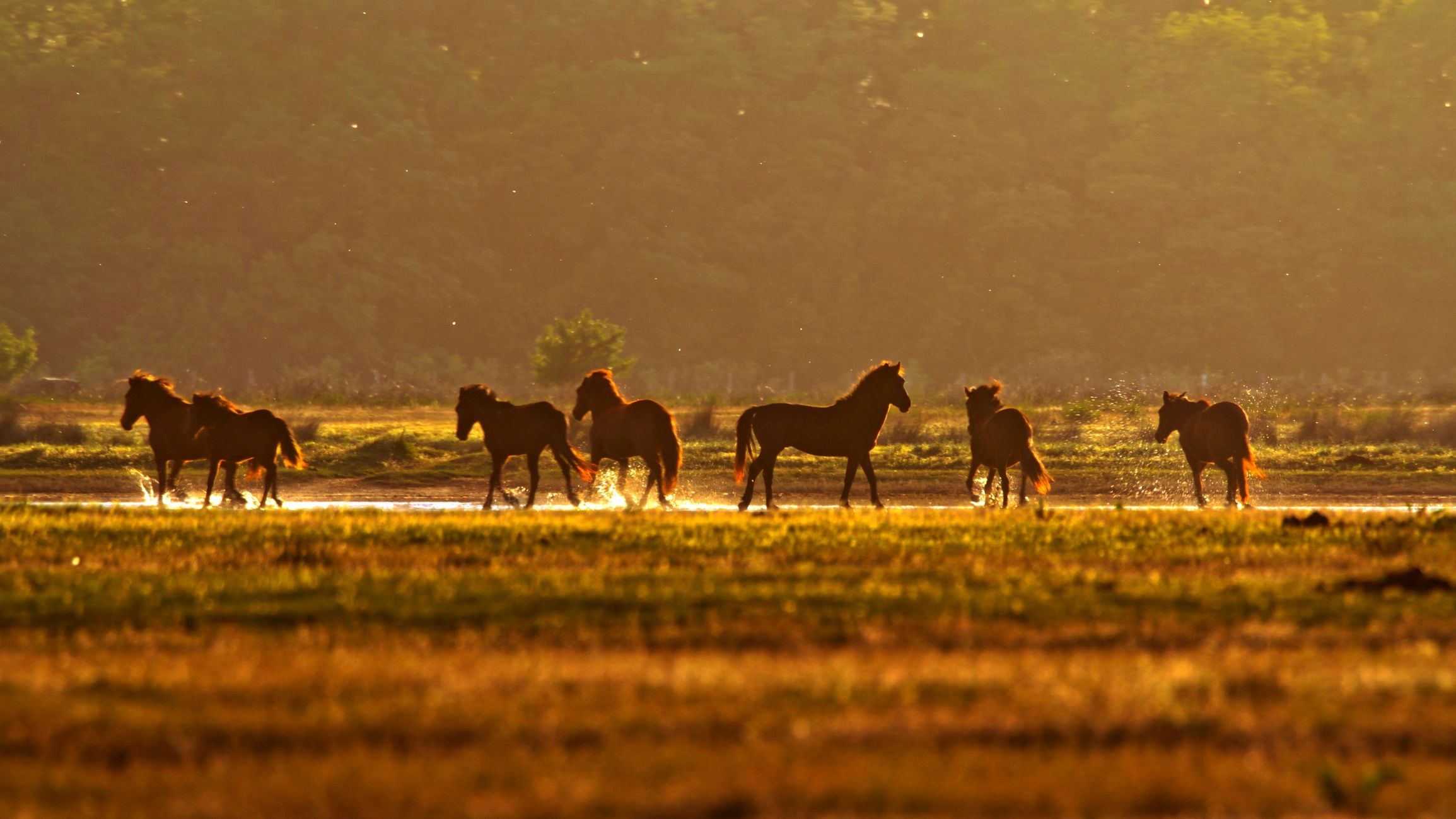 Horses in a meadow at sunrise